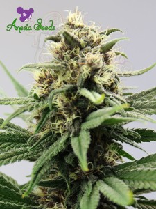 Anesia Seeds  -  Auto Lemongrass