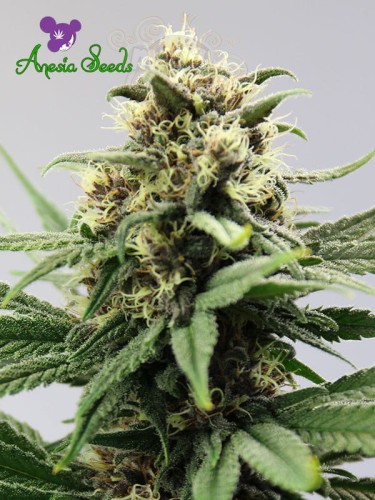 Anesia Seeds  -  Auto Lemongrass