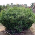 PARADISE SEEDS - Opium