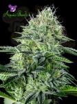 Anesia Seeds - Auto Strawberry Banana