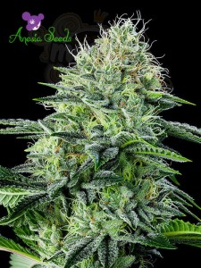 Anesia Seeds - Auto Strawberry Banana
