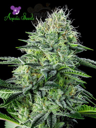 Anesia Seeds - Auto Strawberry Banana