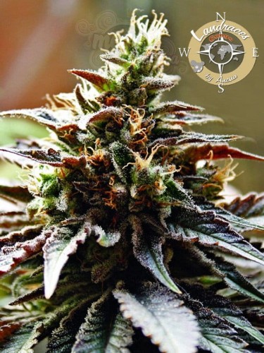 Anesia Seeds - Congo  Landraces