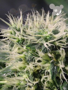Anesia Seeds - Copacobana  Landraces
