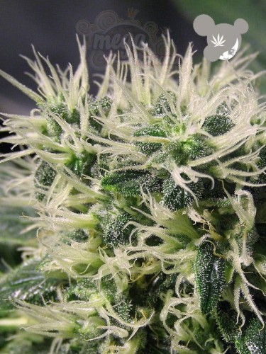 Anesia Seeds - Copacobana  Landraces