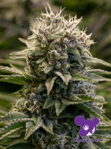 Anesia Seeds - Fat Monkey Auto