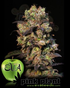 EVA SEEDS - Pink Plant