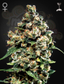 Green House Seeds - Jack Herer