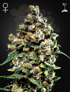Green House Seeds - Jack Herer