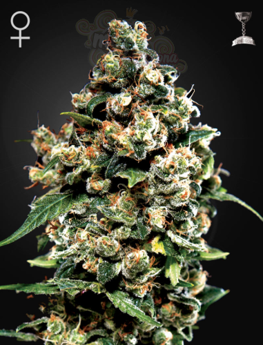 Green House Seeds - Jack Herer