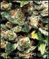 Green House Seeds - Jack Herer