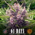 Barney's Farm - Gorilla Zkittlez Auto