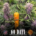 Barney's Farm - Gorilla Zkittlez Auto