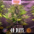 Barney's Farm - Gorilla Zkittlez Auto