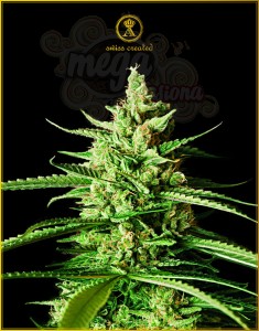 Anaconda Seeds - AK-01