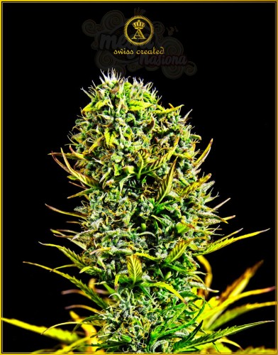 Anaconda Seeds - Amnesia Haze