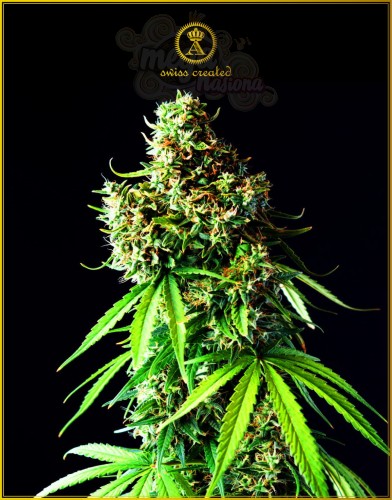 Anaconda Seeds -  Big Bubble