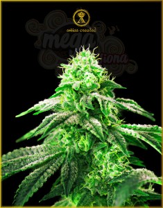 Anaconda Seeds - Hypnotic