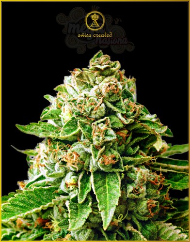 Anaconda Seeds - OG Kush