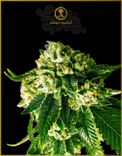 Anaconda Seeds - Russian Gold