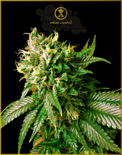 Anaconda Seeds - Strong Skunk