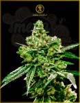 Anaconda Seeds - White Widow