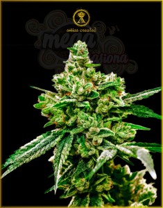 Anaconda Seeds - White Widow