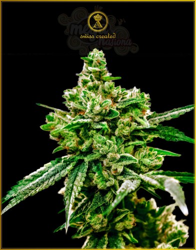 Anaconda Seeds - White Widow