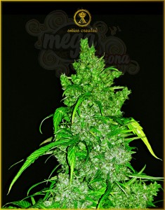 Anaconda Seeds - Auto Hypnotic