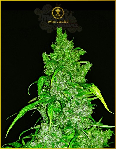 Anaconda Seeds - Auto Hypnotic
