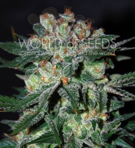 WORLD OF SEEDS - Obsession