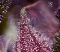 Anesia Seeds - Purps OG
