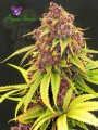 Anesia Seeds - Purps OG
