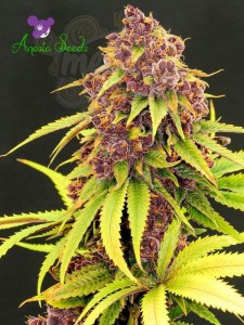 Anesia Seeds - Purps OG