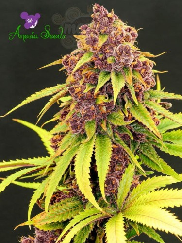 Anesia Seeds - Purps OG