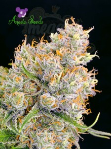 Anesia Seeds - Future #1