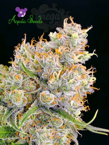 Anesia Seeds - Future #1