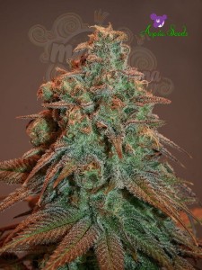 Anesia Seeds - Nova OG Auto