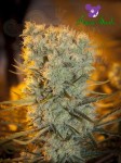 Anesia Seeds - Banana Kush Auto