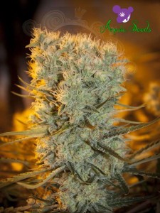 Anesia Seeds - Banana Kush Auto