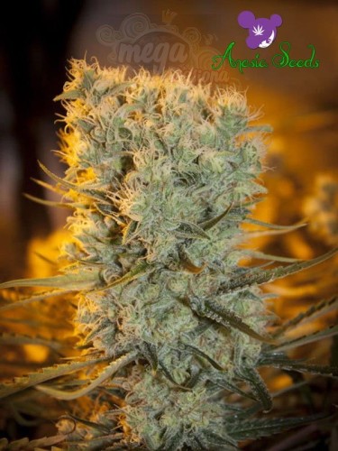 Anesia Seeds - Banana Kush Auto