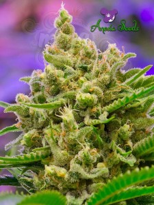 Anesia Seeds - Big Bazooka Auto