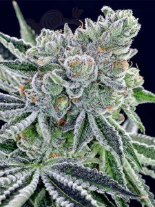 Anesia Seeds - Sour Betty