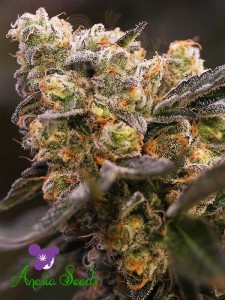 Anesia Seeds - Nova OG
