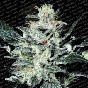 PARADISE SEEDS - Sensi Star