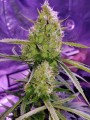 Great White Shark Auto 