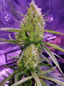 Great White Shark Auto 