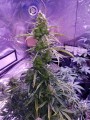 Great White Shark Auto 