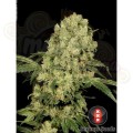 SERIOUS SEEDS - AK 47