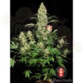 SERIOUS SEEDS - AK 47